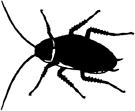 [image of a bug]